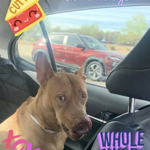 A young medium-sized female Red / Chestnut / Orange Pharaoh Hound dog named Pumpkin Spice Latte for adoption in Glendale, AZ