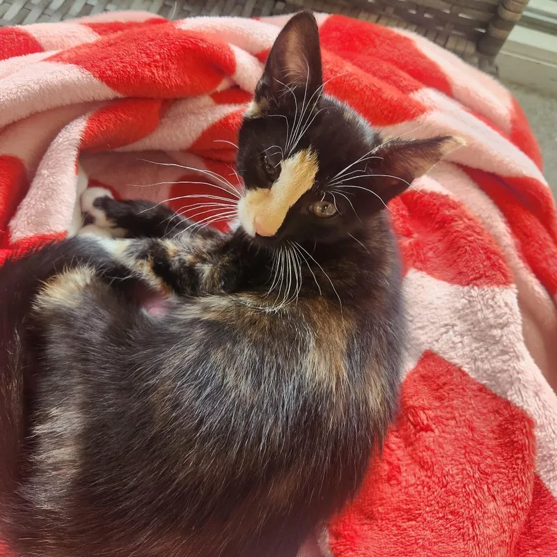 A baby small-sized female Black Domestic Short Hair cat named Julianna for adoption in Brockton, MA