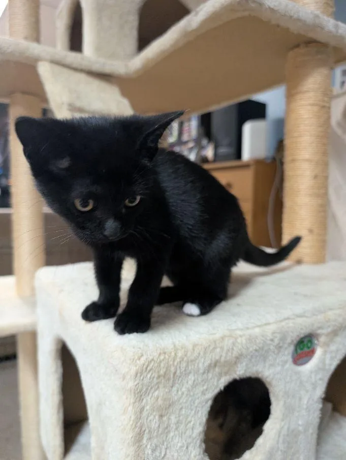 A baby medium-sized female Black Domestic Short Hair cat named Slytherin for adoption in Lake Orion, MI