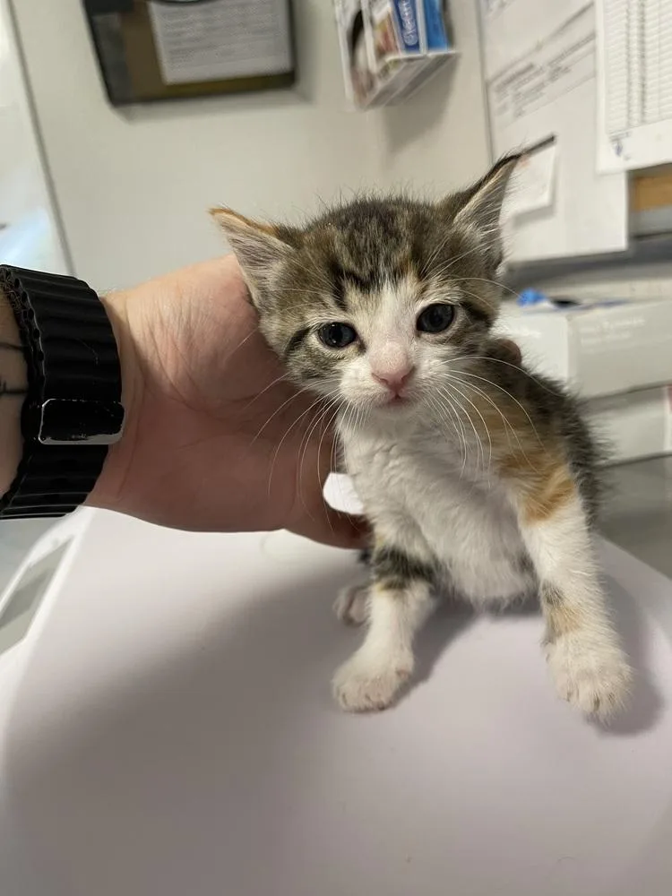 A baby medium-sized female Domestic Short Hair cat named Maya for adoption in Bolivar, MO