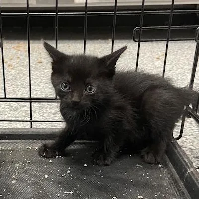 A baby small-sized male Domestic Short Hair cat named Gaston for adoption in Port Charlotte, FL