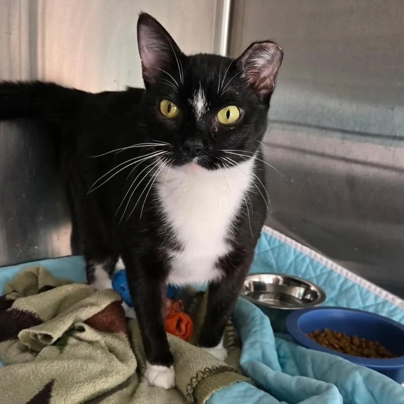 An adult medium-sized male Black & White / Tuxedo Domestic Short Hair cat named Spicy for adoption in Dickinson, ND