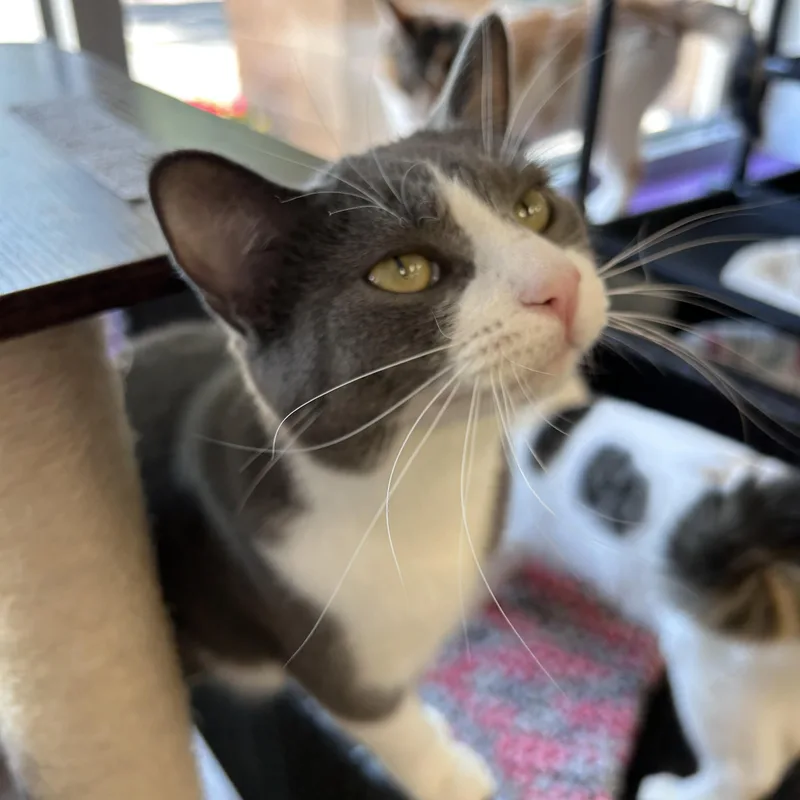 A young medium-sized female Gray & White Domestic Short Hair cat named Violet for adoption in Grand Rapids, MI