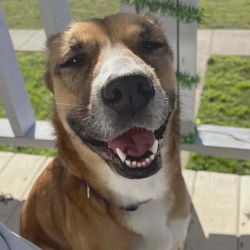An adult medium-sized female Golden Shepherd dog named Maya for adoption in Corpus Christi, TX