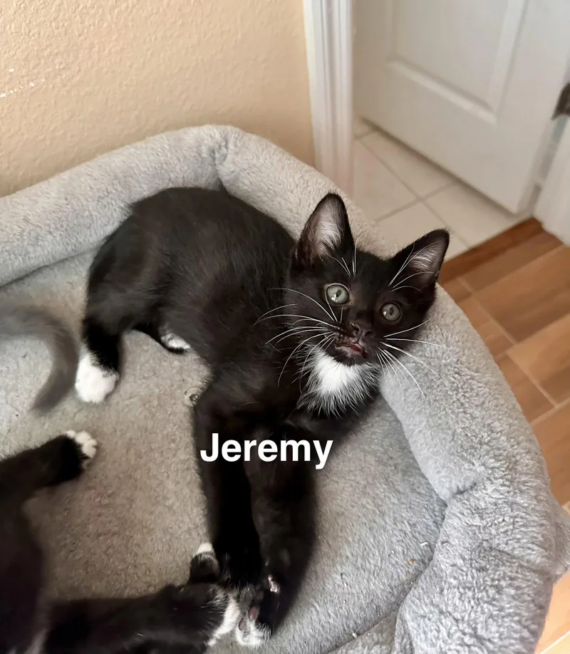 A baby medium-sized male Black & White / Tuxedo Domestic Short Hair cat named Jeremy for adoption in Wesley Chapel, FL