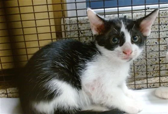 A baby small-sized male Domestic Short Hair cat named Dino for adoption in Miami, FL