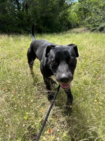 An adult large-sized male Mixed Breed dog named Cody for adoption in Farmers Branch, TX