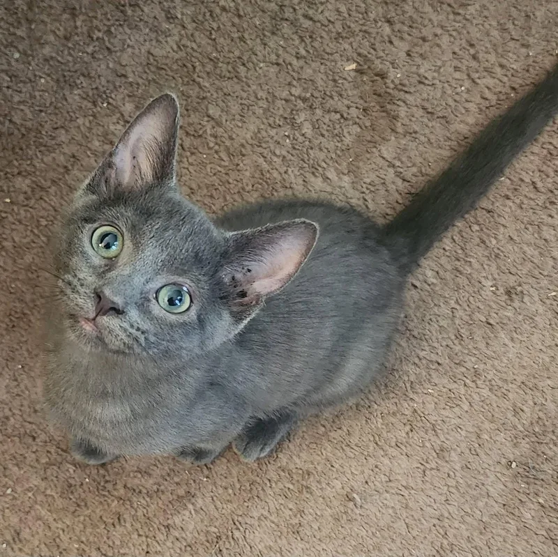 A baby medium-sized male Gray / Blue / Silver Domestic Short Hair cat named Julian for adoption in Shippenville, PA