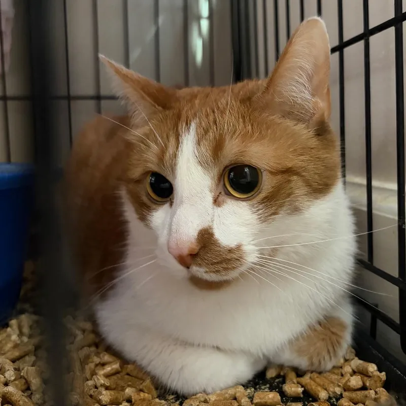 An adult small-sized male Domestic Short Hair cat named Nacho Cheese for adoption in Cumming, GA