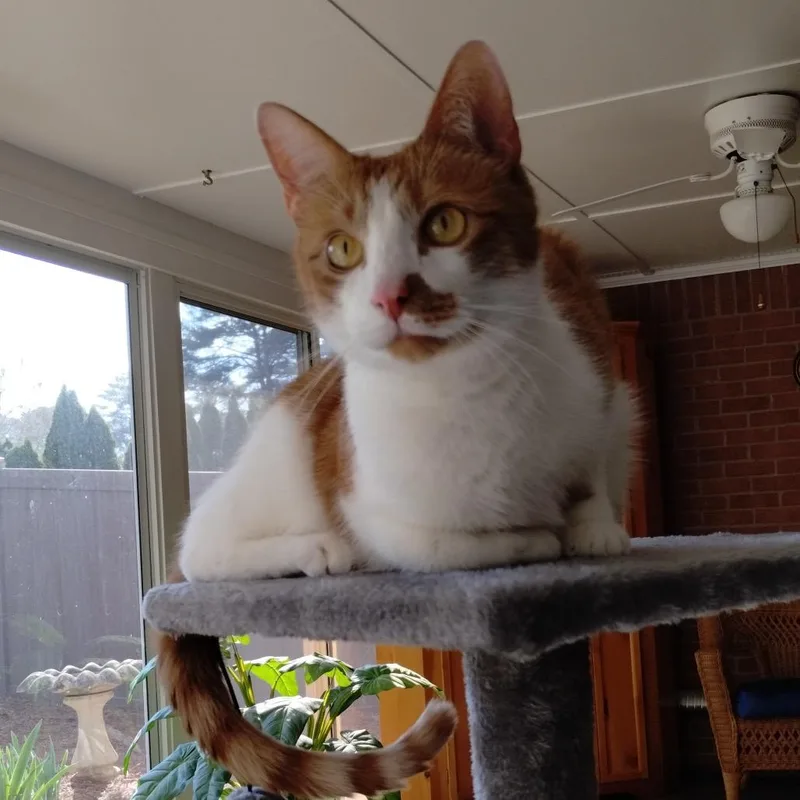 Nacho Cheese thumbnail 3