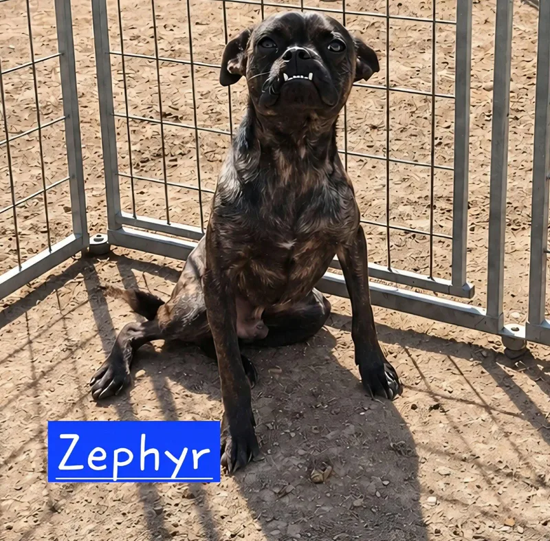 An adult small-sized male Pug dog named Zephyr for adoption in Minneapolis, MN