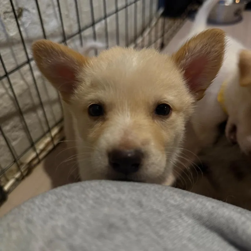 A baby small-sized female Black Mixed Breed dog named Canon for adoption in Buffalo, MN