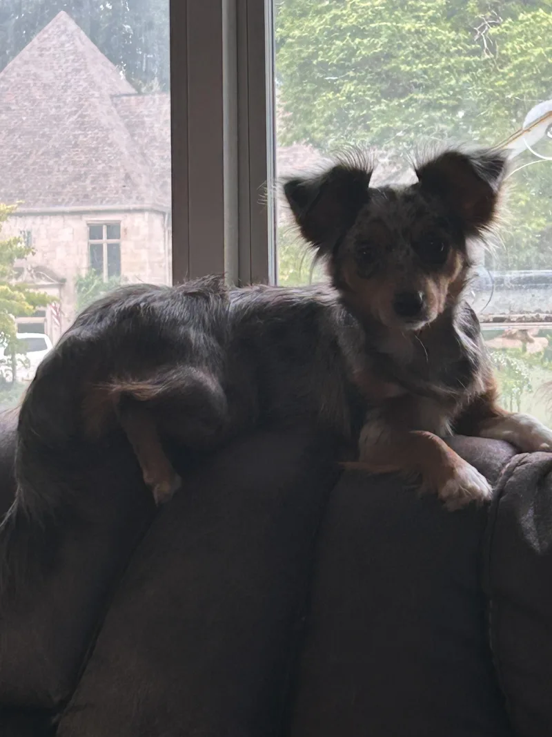 An adult small-sized female Australian Shepherd dog named Molly for adoption in Rossford, OH
