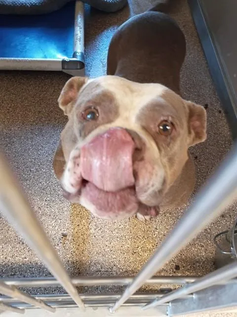 An adult medium-sized female English Bulldog dog named Fannie for adoption in Albuquerque, NM