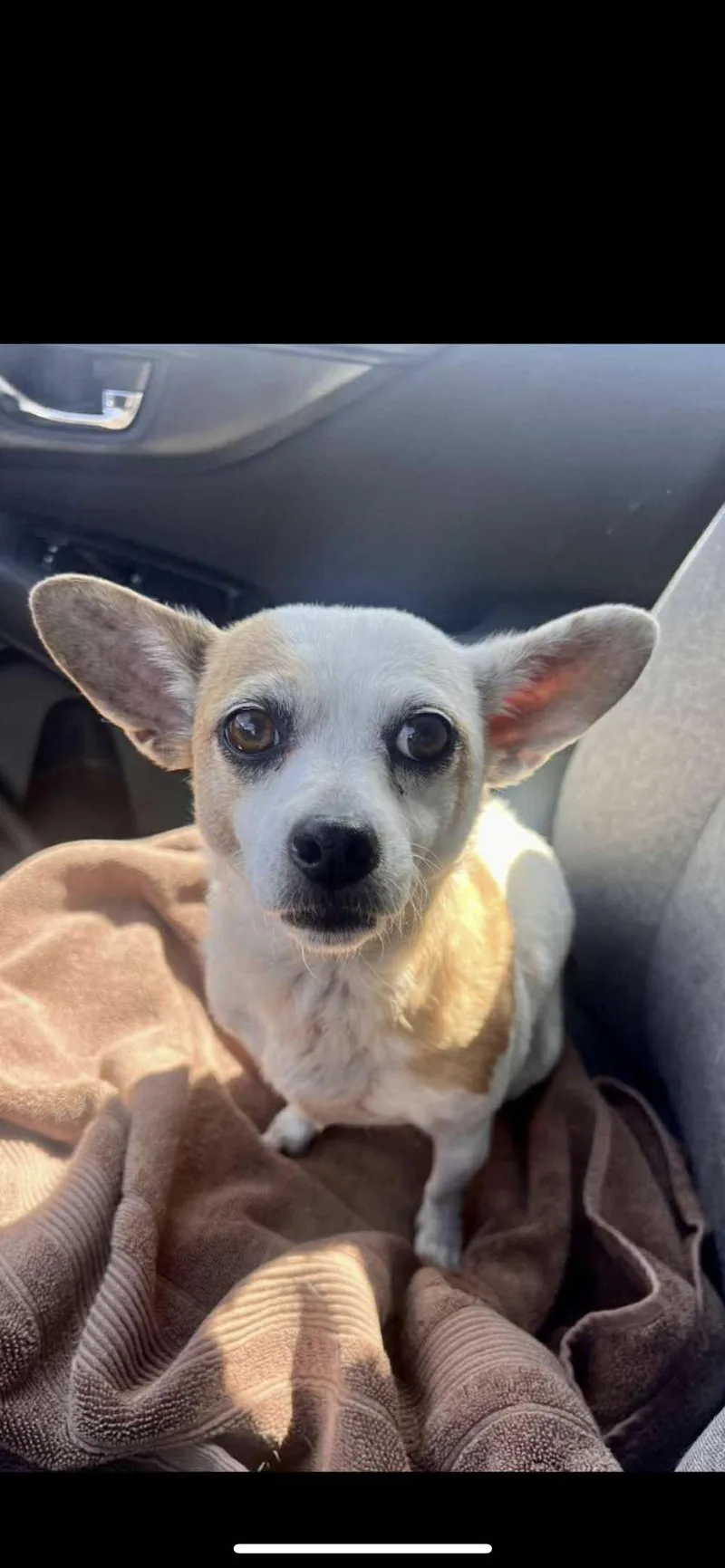 A young small-sized female Apricot / Beige Chihuahua dog named Cookie for adoption in Hamden, CT