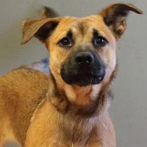 A baby medium-sized female Bicolor Shepherd dog named Luna for adoption in Rapid City, SD