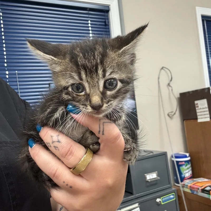 A baby small-sized female Brown / Chocolate Domestic Medium Hair cat named Doug for adoption in Shelbyville, IL