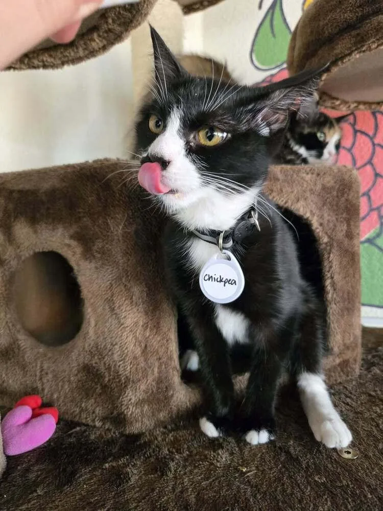A baby medium-sized female Black & White / Tuxedo Domestic Short Hair cat named Chickpea for adoption in tucson, AZ