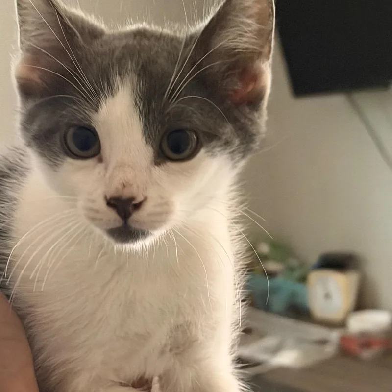 A baby small-sized male Gray / Blue / Silver Domestic Short Hair cat named ButtHead for adoption in Buffalo, MN