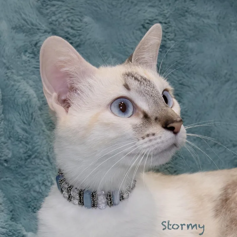 A young large-sized female Domestic Short Hair cat named Stormy for adoption in Hot Springs Village, AR