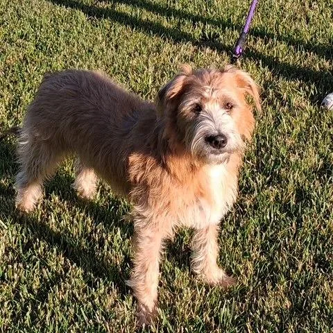 An adult small-sized female Yellow / Tan / Blond / Fawn Terrier dog named Georgia for adoption in Dayton, OH