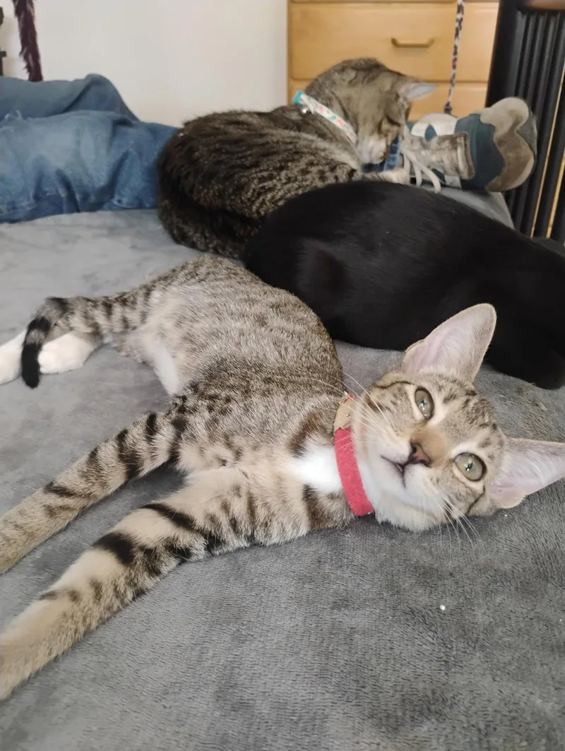 A baby medium-sized female Tabby cat named Trixie for adoption in Glendale, AZ