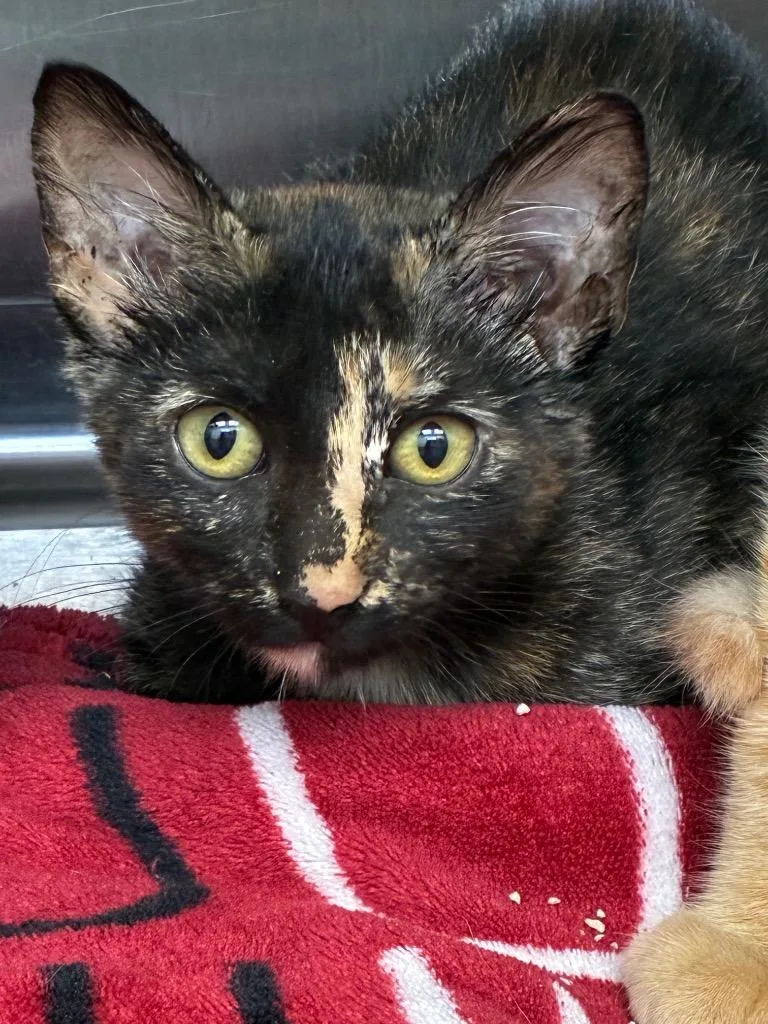 A baby small-sized female Domestic Short Hair cat named Breezy for adoption in Hartsville, SC