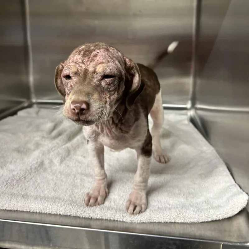 A baby small-sized male Mixed Breed dog named Oliver for adoption in Pauls Valley, OK