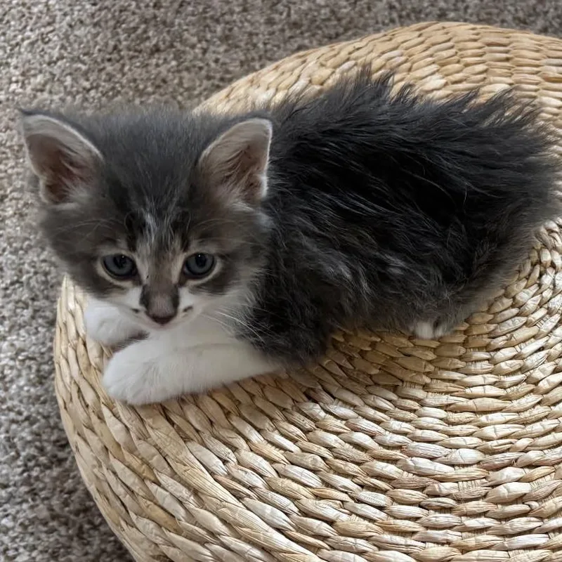 A baby small-sized female Gray / Blue / Silver Domestic Medium Hair cat named Bogo for adoption in Las Cruces, NM