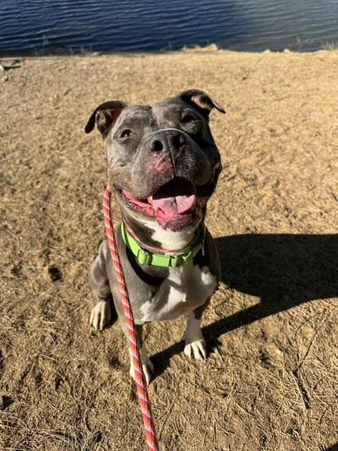 An adult large-sized female Pit Bull Terrier dog named Anastasia for adoption in Tucson, AZ
