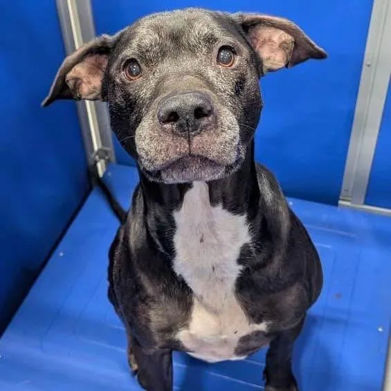 A senior medium-sized male Mixed Breed dog named Zeus KCAC . for adoption in Kerrville, TX