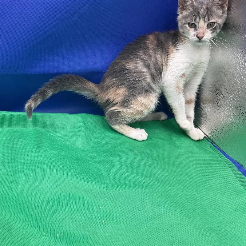 A baby small-sized female Calico Domestic Short Hair cat named Lainey for adoption in Gonzales, LA