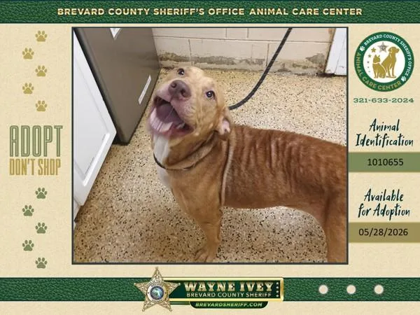 An adult medium-sized female Mixed Breed dog named Rosie for adoption in Melbourne, FL