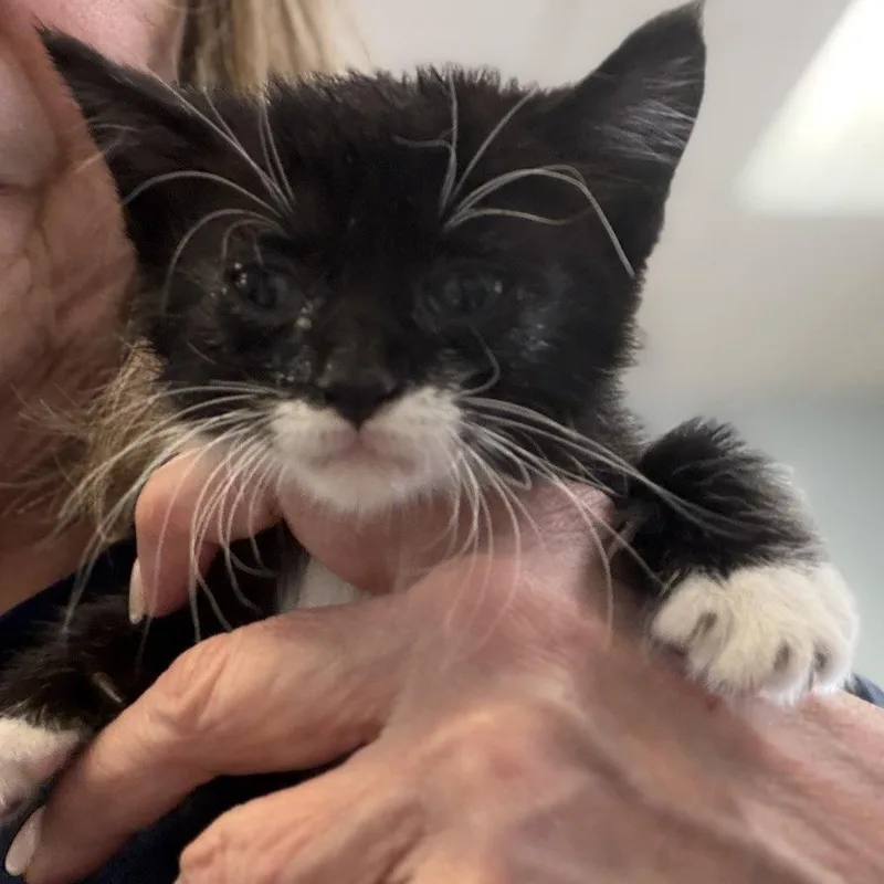 A baby small-sized female Black Domestic Short Hair cat named Luna for adoption in Greensboro, GA