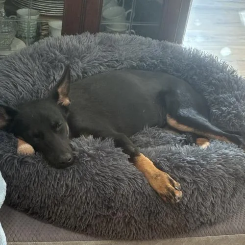 A baby medium-sized female Black Shepherd dog named Cookie for adoption in Coachella, CA