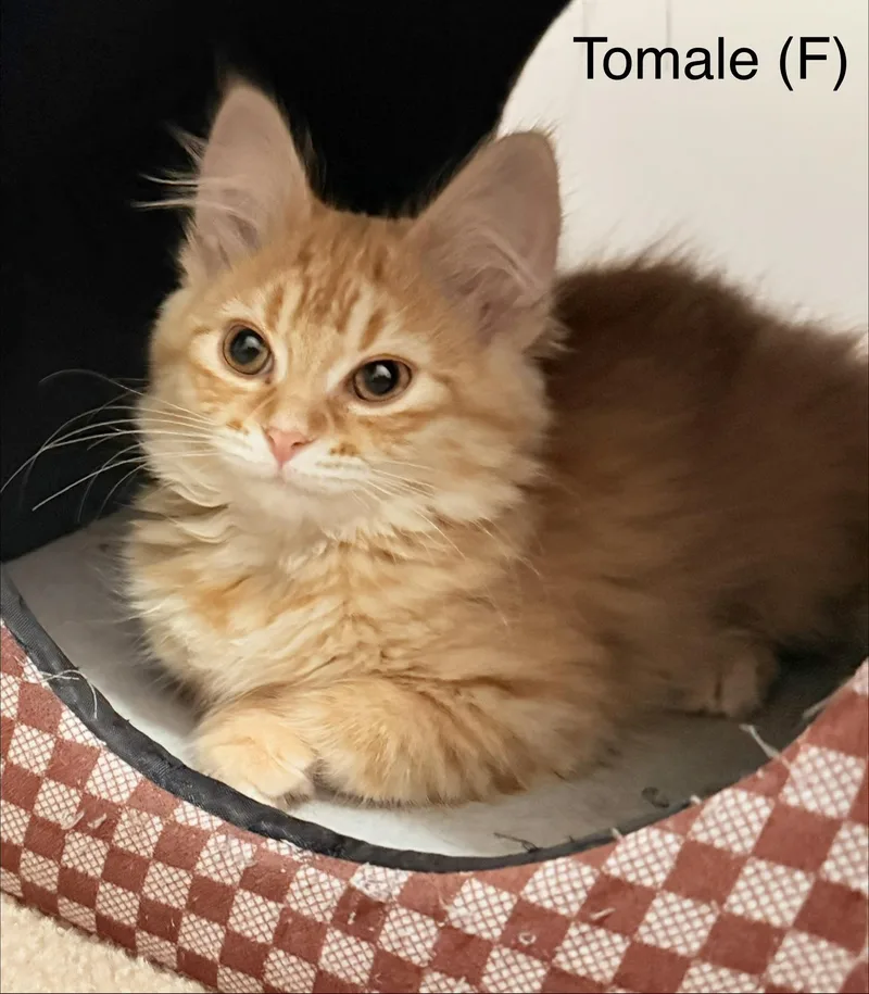 Tomale