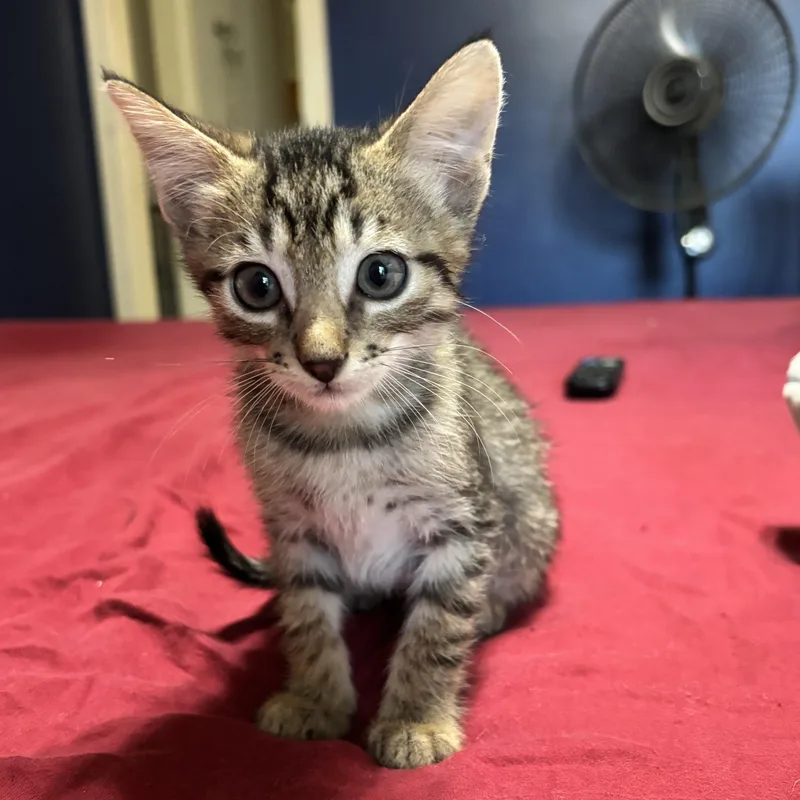 A baby medium-sized male Tabby (Brown / Chocolate) Domestic Short Hair cat named Bart for adoption in Liverpool, TX