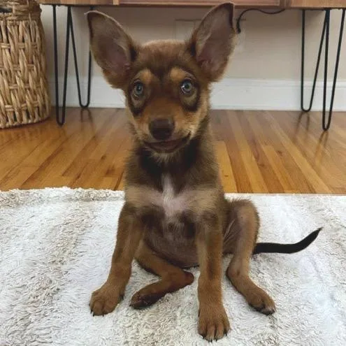 A baby small-sized female Brown / Chocolate Mixed Breed dog named Ghirardelli for adoption in Buffalo, MN