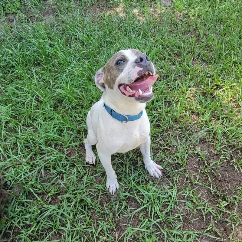 An adult medium-sized male White / Cream Mixed Breed dog named Stallone for adoption in Englewood, FL