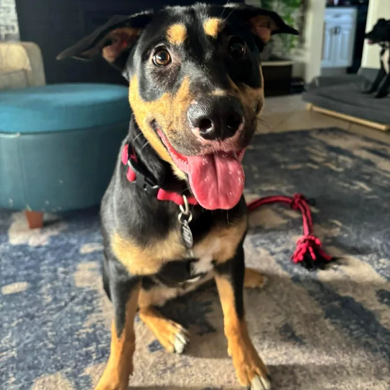 A young medium-sized female Black Black and Tan Coonhound dog named Harley for adoption in Tampa, FL