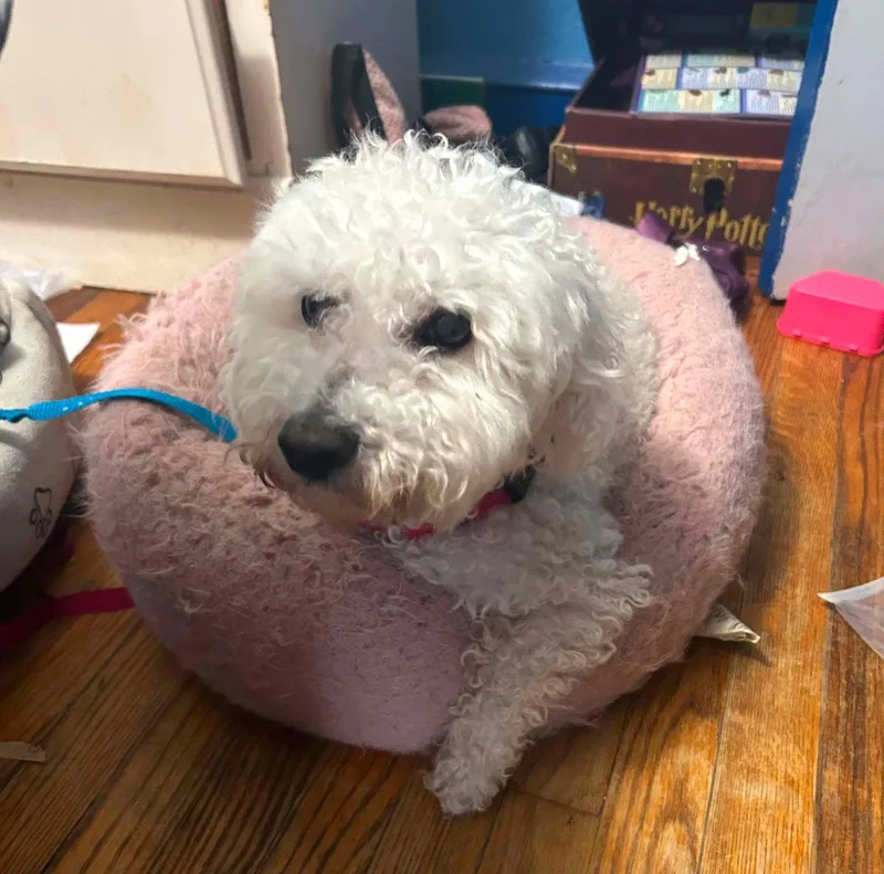 An adult small-sized male Bichon Frise dog named Teddy Plunkett for adoption in Saunderstown, RI