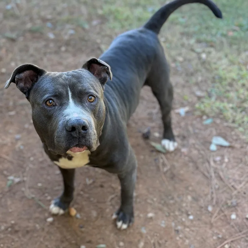 An adult large-sized male Mixed Breed dog named Bear for adoption in Summerdale, AL