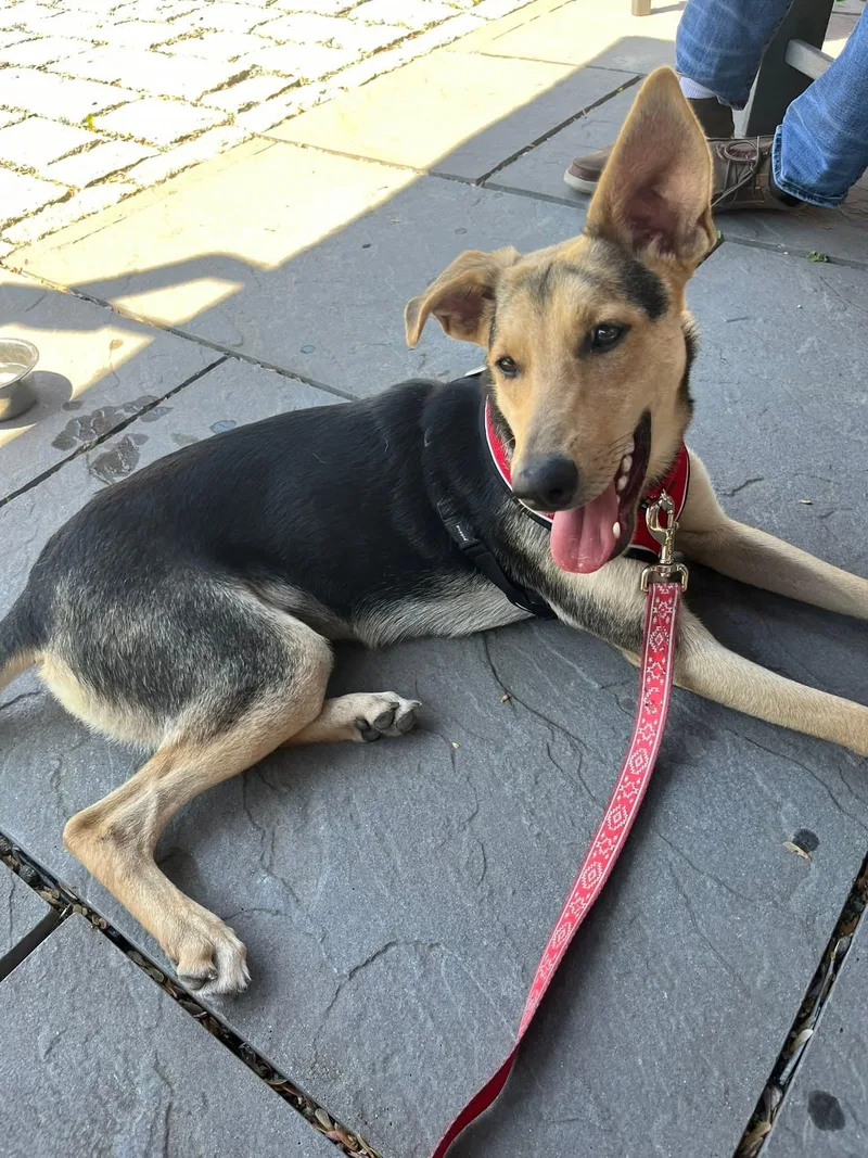 A young medium-sized female Black Hound dog named Isla for adoption in Warwick, RI