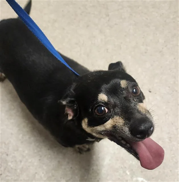 An adult small-sized male Black Chihuahua dog named Oliver  URGENT for adoption in Thousand Oaks, CA