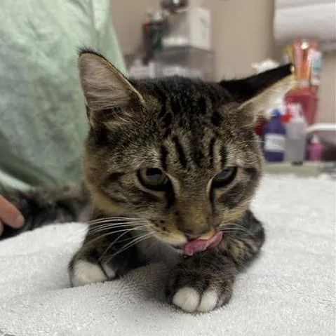 A young medium-sized female Domestic Medium Hair cat named Morticia for adoption in Tempe, AZ