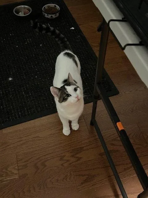 A young medium-sized female Domestic Short Hair cat named Luna for adoption in Broomall, PA