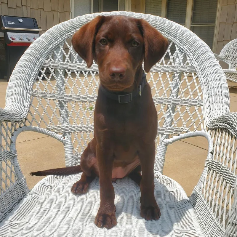 Tootsie
