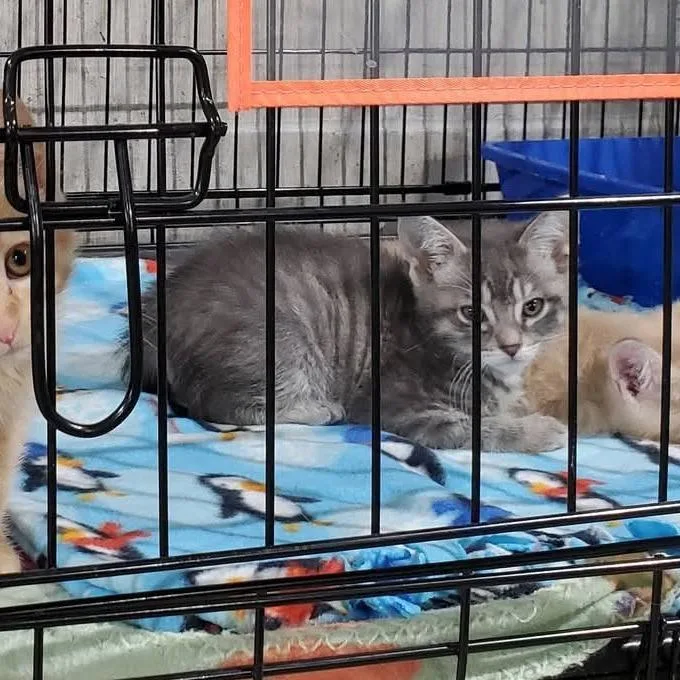 A baby small-sized male Gray / Blue / Silver Domestic Medium Hair cat named Bosco for adoption in Mondovi, WI