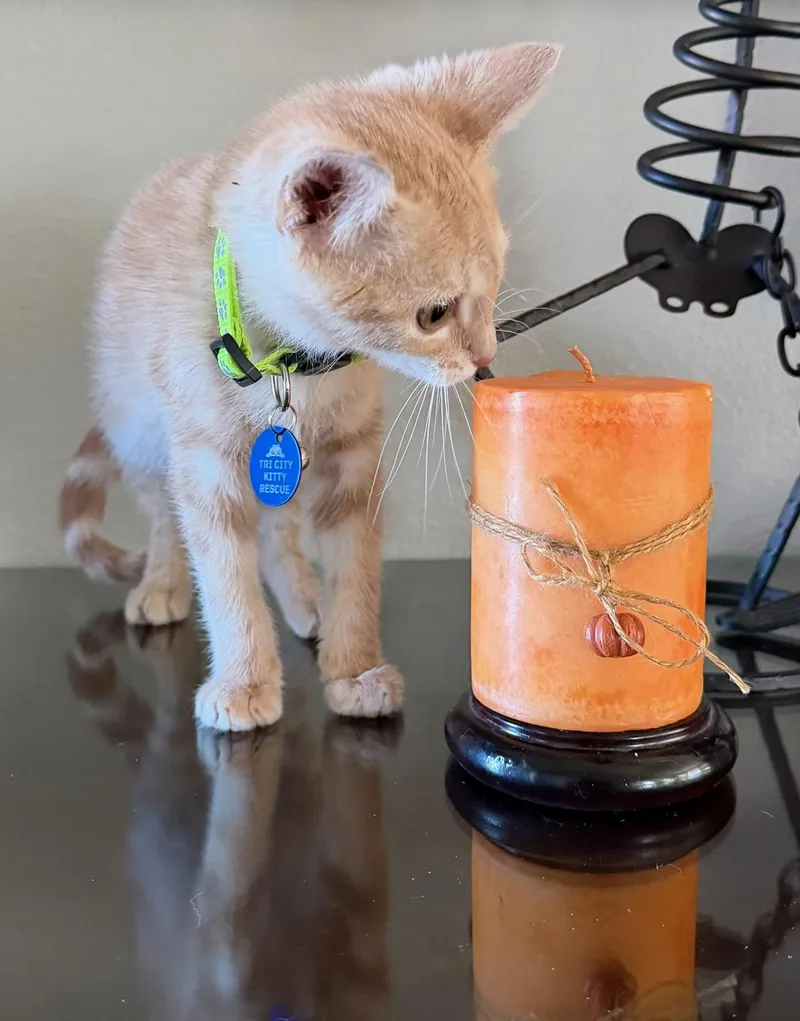 A baby medium-sized male Tabby (Orange / Red) Tabby cat named Whatzit for adoption in Pasco, WA