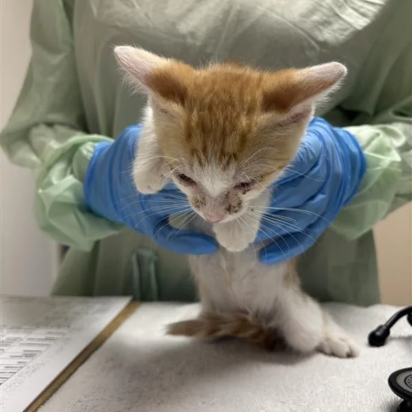 A baby small-sized male Orange / Red Domestic Short Hair cat named Bob Ross for adoption in Tempe, AZ
